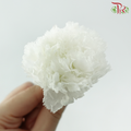 Preserved Carnation