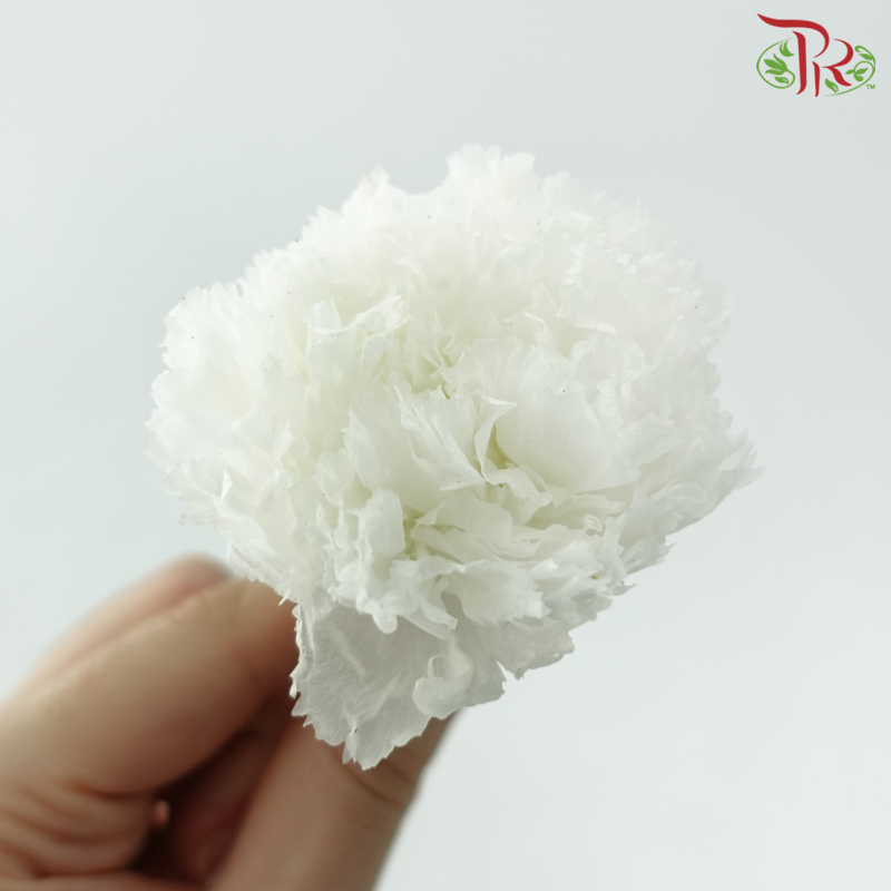 Preserved Carnation