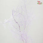 Preserved Asparagus Fern