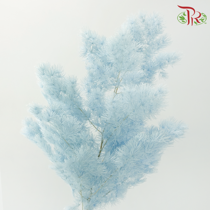 Preserved Asparagus Leaf