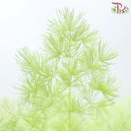 Preserved Asparagus Leaf