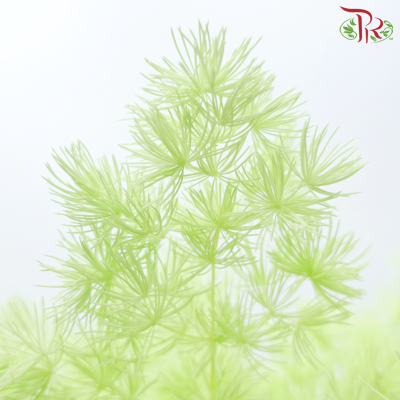 Preserved Asparagus Leaf
