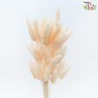 Dry Lagurus Bunny Tail