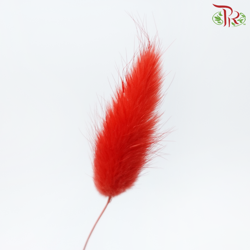 Dry Lagurus Bunny Tail