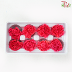 Preserved Carnation