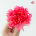 Preserved Carnation
