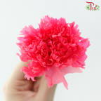 Preserved Carnation