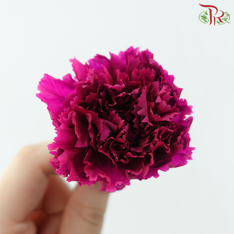 Preserved Carnation