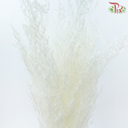 Preserved Caspia