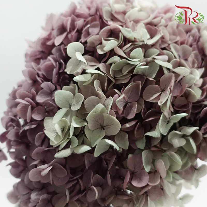 Preserved Hydrangea