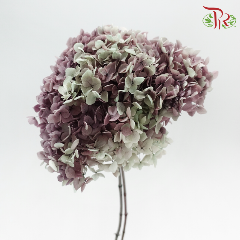 Preserved Hydrangea