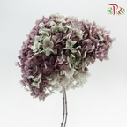 Preserved Hydrangea