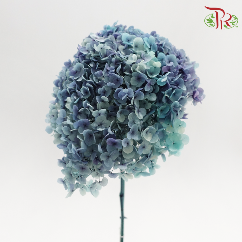 Preserved Hydrangea