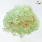 Preserved Hydrangea