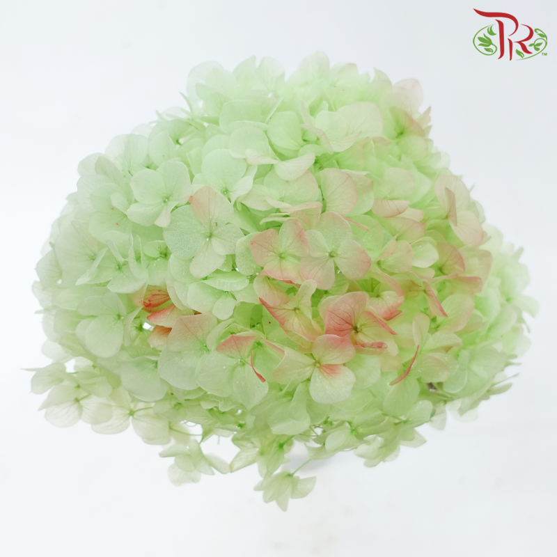 Preserved Hydrangea