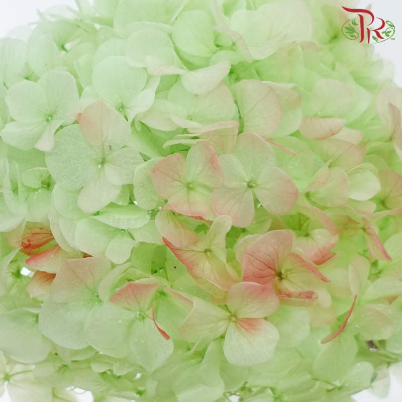 Preserved Hydrangea