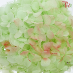 Preserved Hydrangea