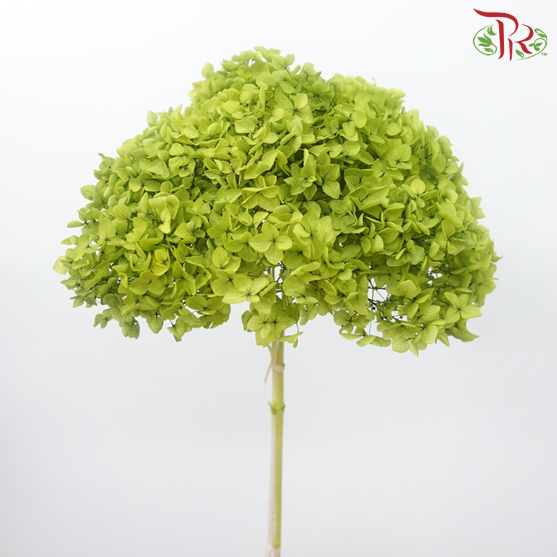 Preserved Hydrangea