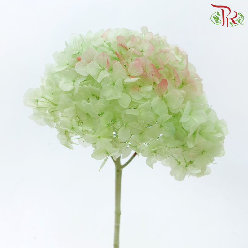 Preserved Hydrangea