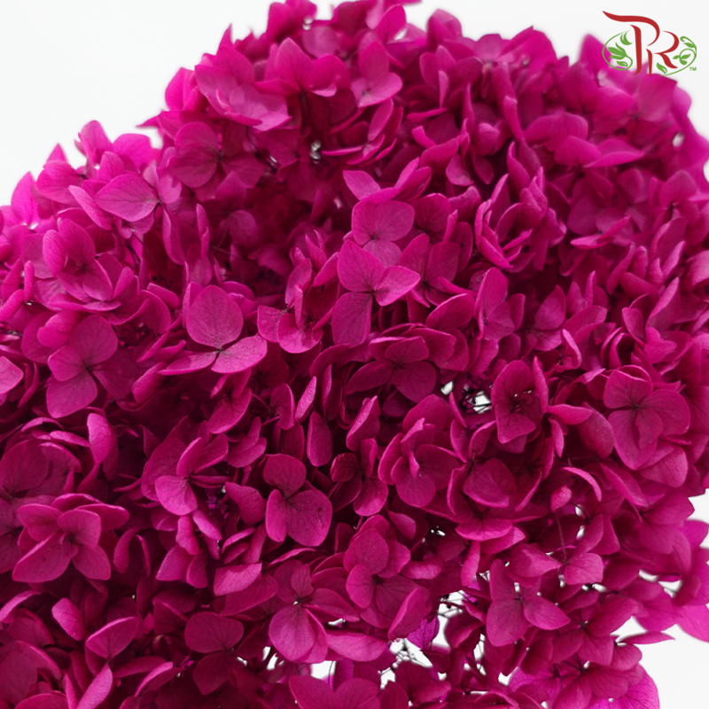 Preserved Hydrangea