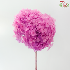 Preserved Hydrangea