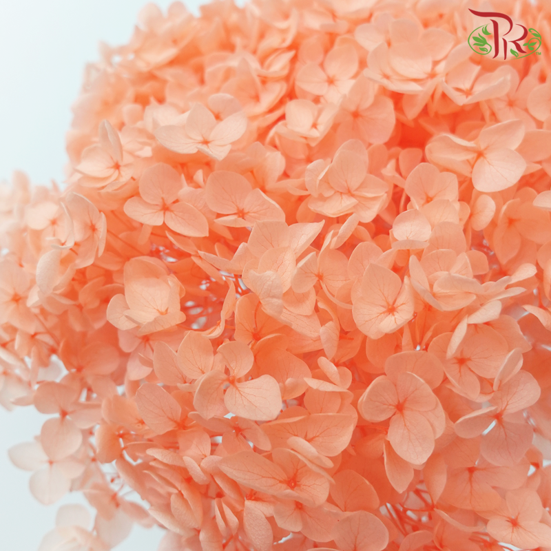 Preserved Hydrangea