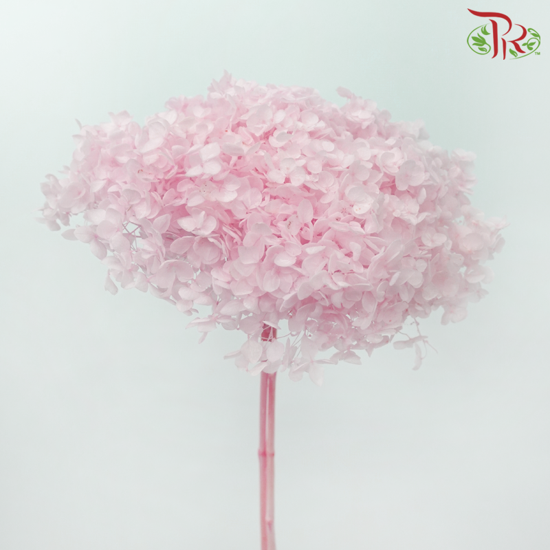 Preserved Hydrangea