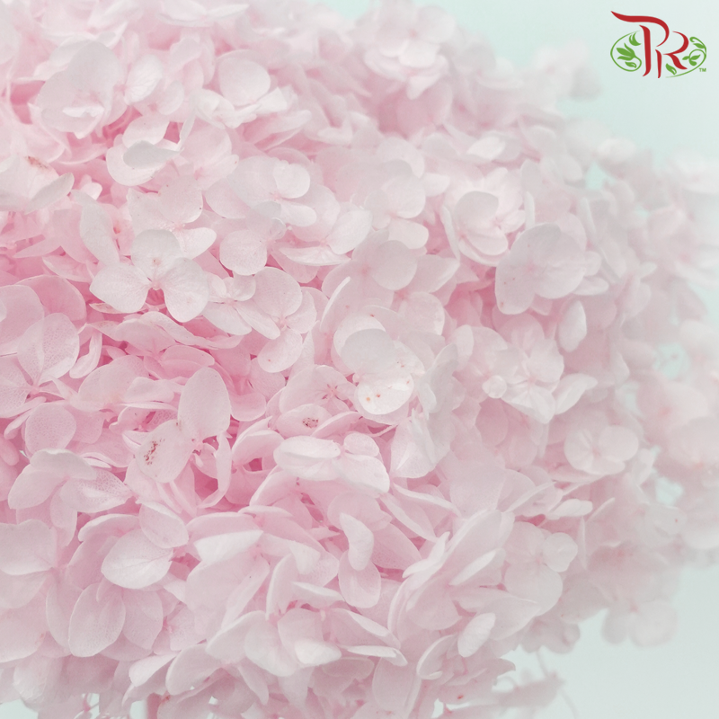 Preserved Hydrangea
