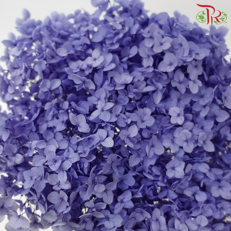Preserved Hydrangea