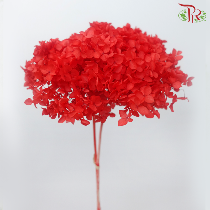 Preserved Hydrangea
