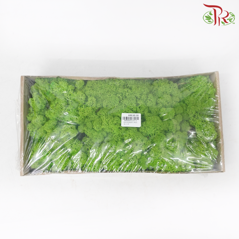 Dried Moss Reindeer