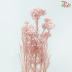 Preserved Rice Flower