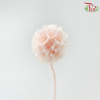 Preserved Scabiosa