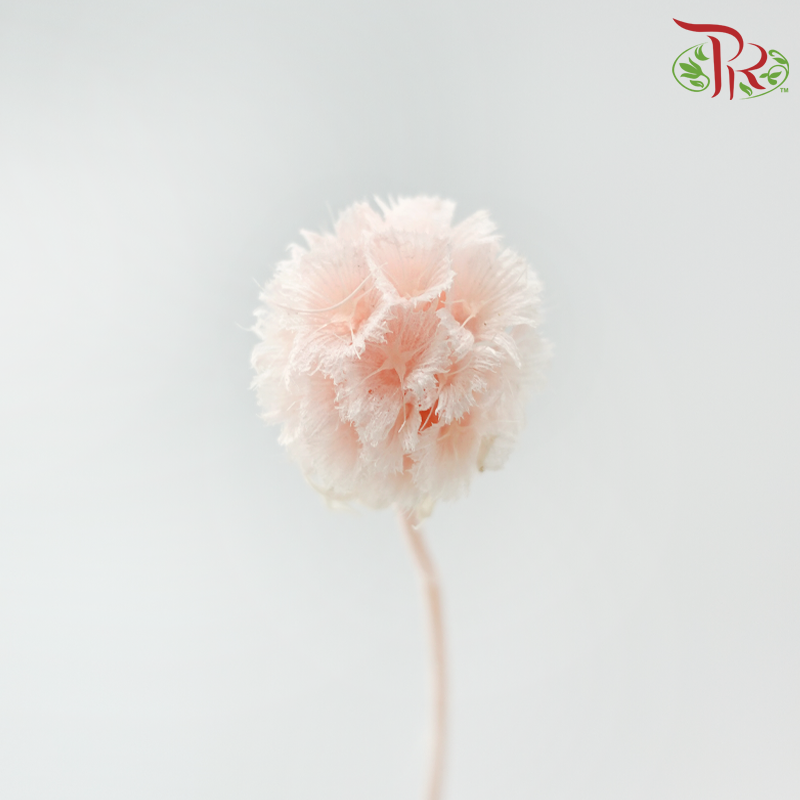 Preserved Scabiosa