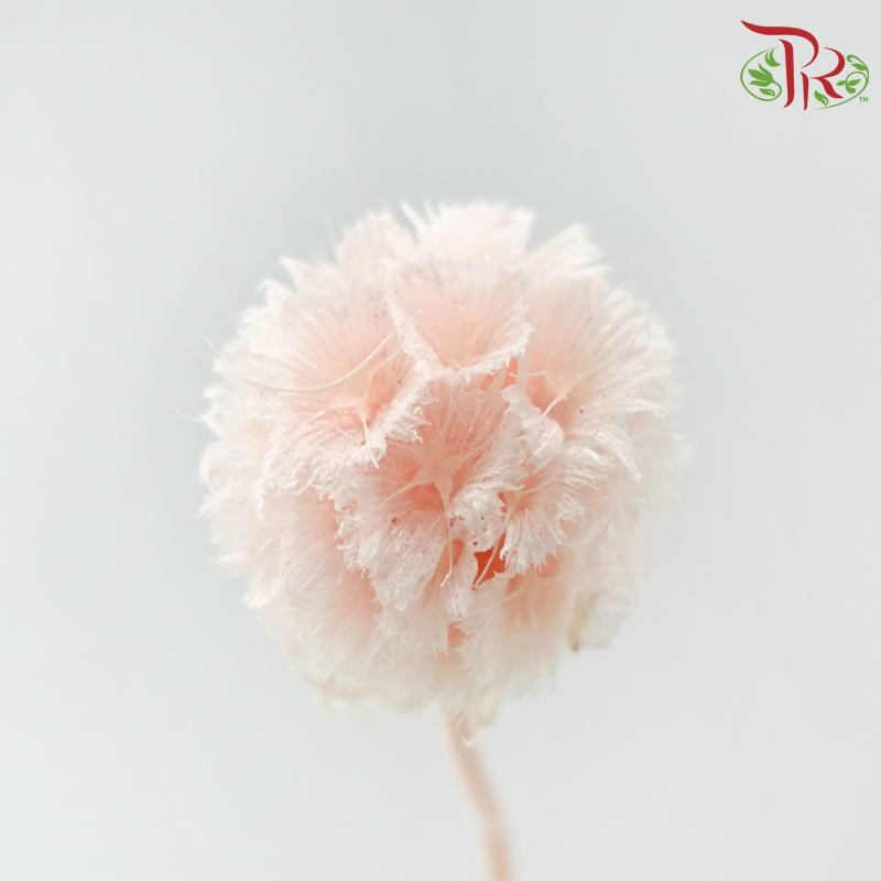 Preserved Scabiosa