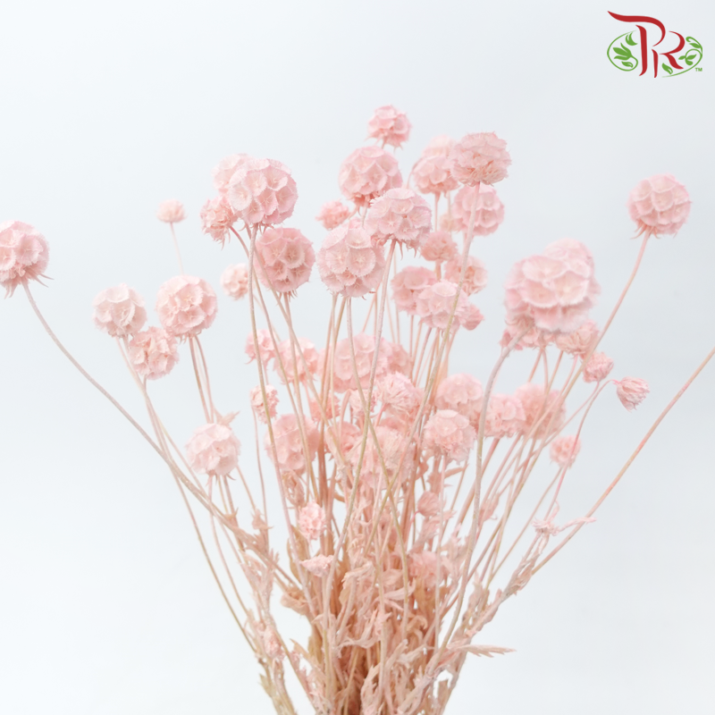 Preserved Scabiosa