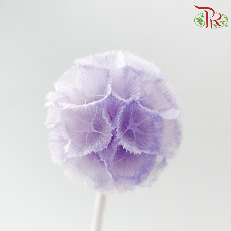 Preserved Scabiosa