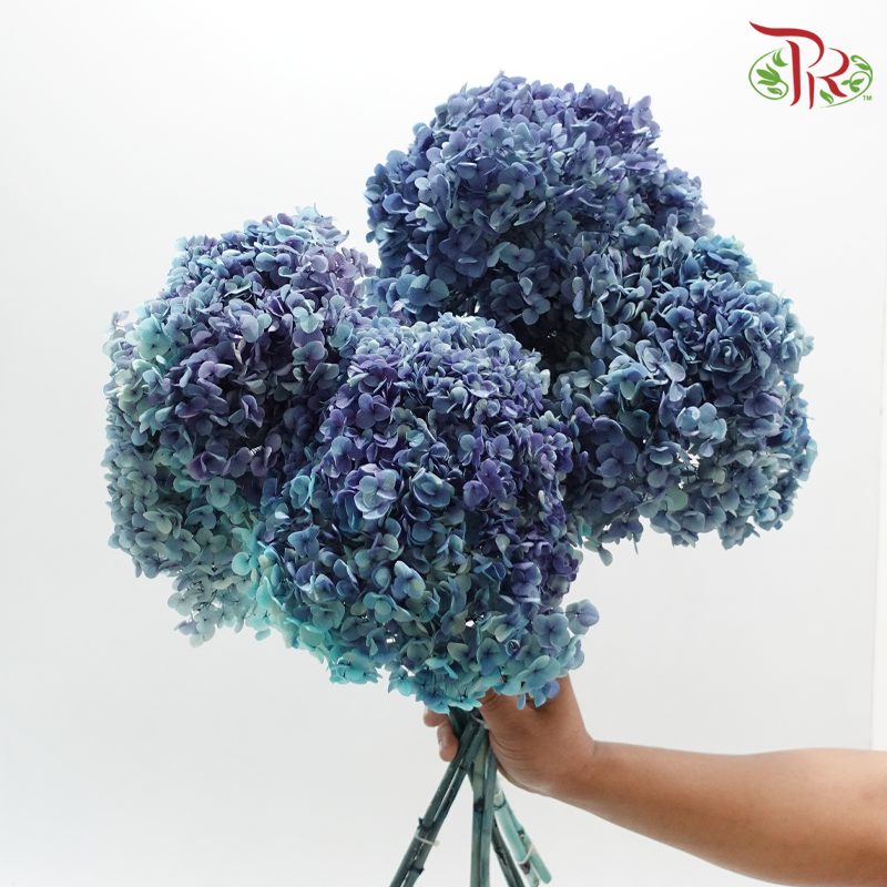 Preserved Hydrangea