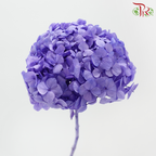 Preserved Hydrangea