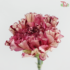 Carnation《康乃馨》