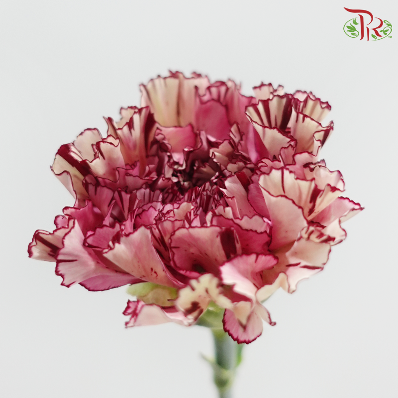 Carnation《康乃馨》