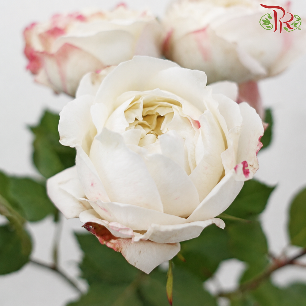 Rose Spray Butterfly 《蝴蝶多头玫瑰》
