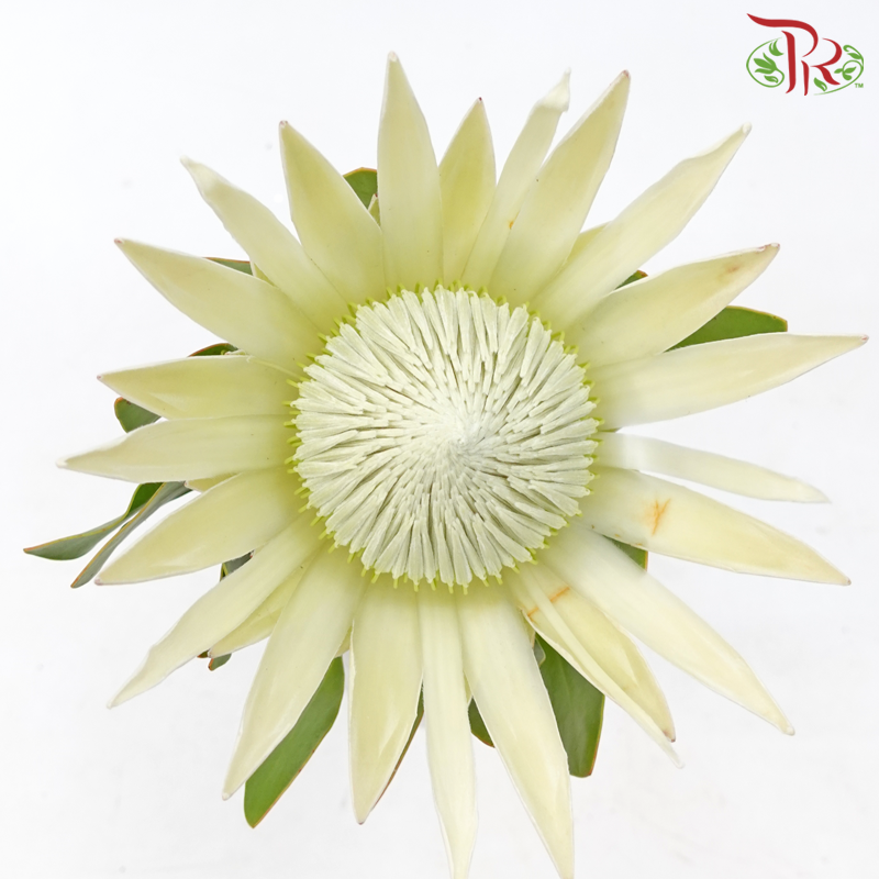 Protea - King White (Per Stem) - Pudu Ria Florist