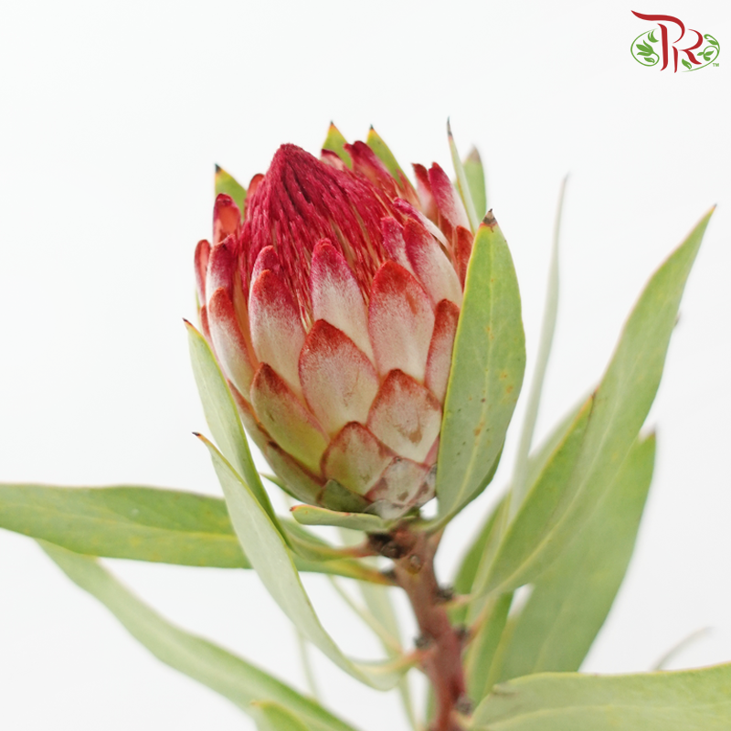 Protea Robijn