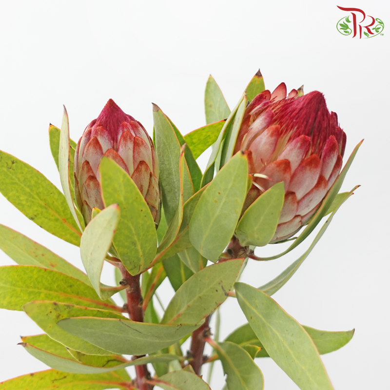 Protea Robijn