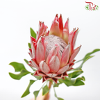 Protea Cynaroides - Small (2 Stems) - Pudu Ria Florist