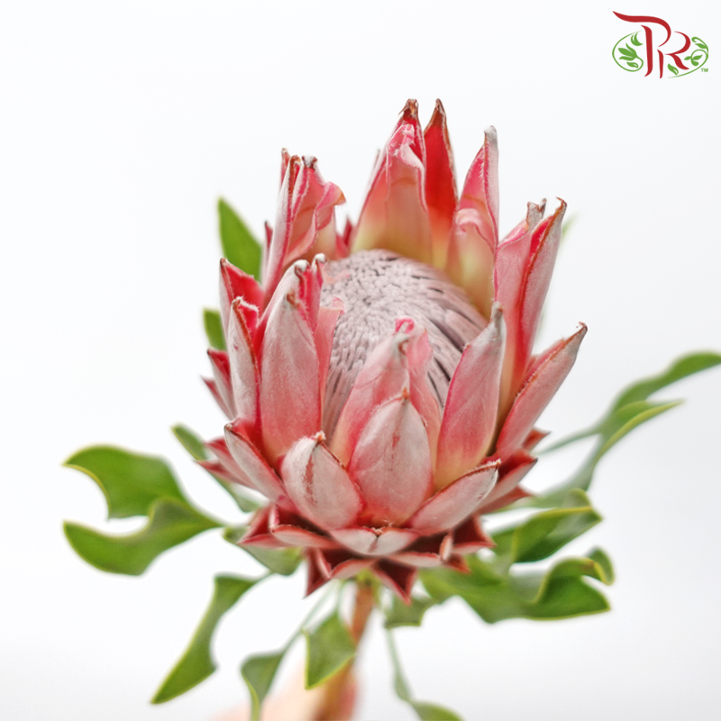 Protea Cynaroides - Small (2 Stems) - Pudu Ria Florist