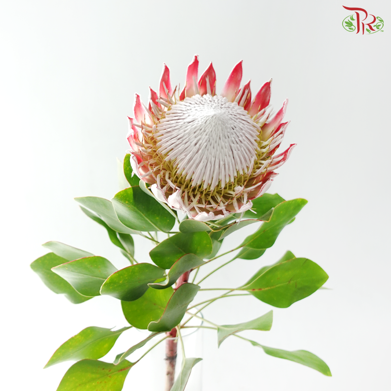 Protea King ( Big ) - (Per Stem)