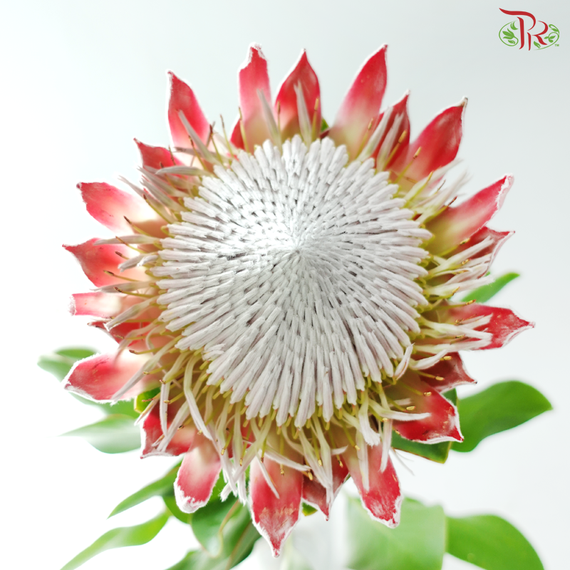 Protea King ( Big ) - (Per Stem)