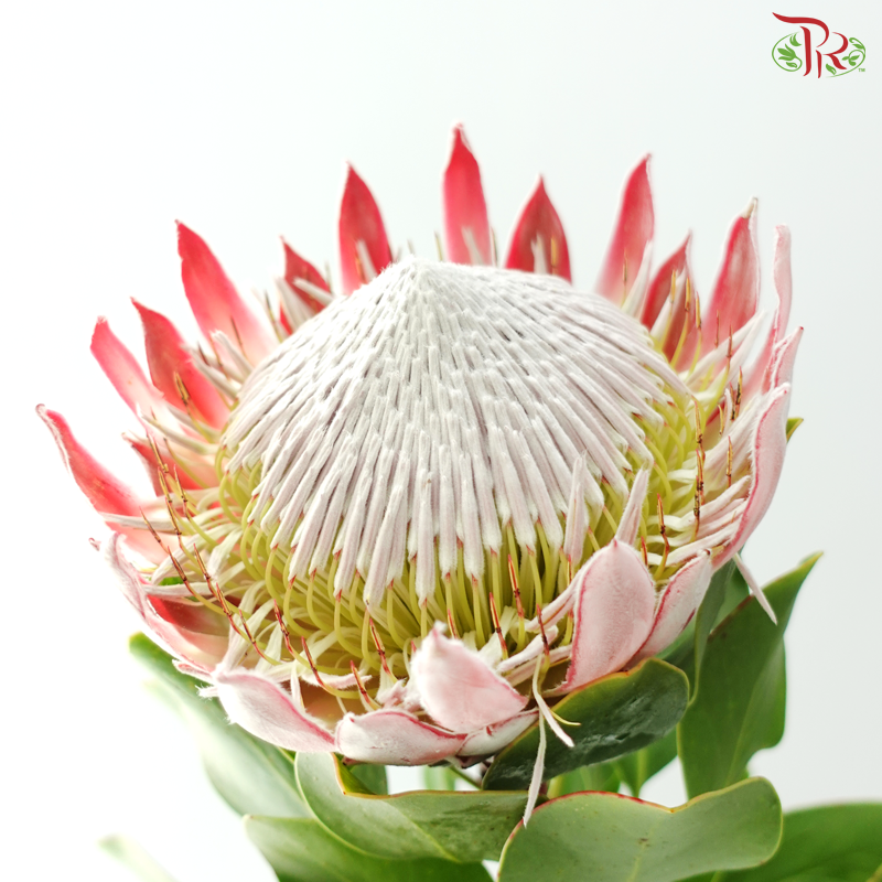 Protea King ( Big ) - (Per Stem)